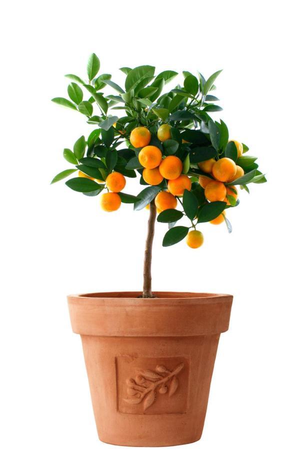 Orange Tree Garden Apartment Trogir Exterior foto